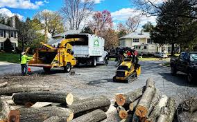 How Our Tree Care Process Works  in  La Villa, TX