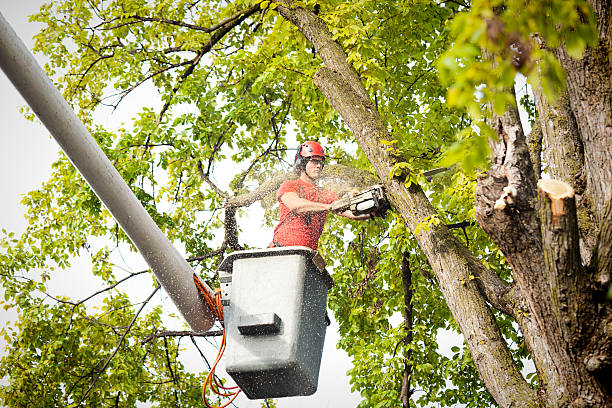 Trusted La Villa, TX Tree Removal Services Experts